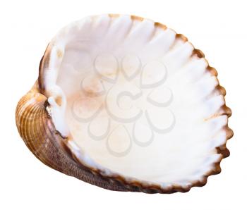 empty shell of sea clam mollusc isolated on white background
