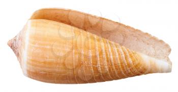 empty mollusk shell of sea cone snail isolated on white background