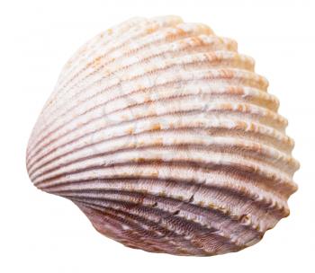 sea clam mollusk shell isolated on white background