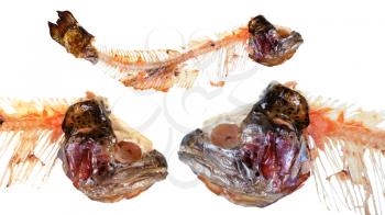 set of heads and picked spine of trout fishes isolated on white background