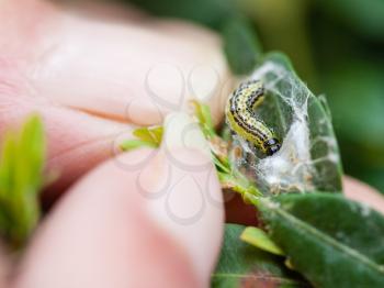 farmer removes the larva of insect pest (Cydalima perspectalis or the box tree moth) from boxwood leaves in garden