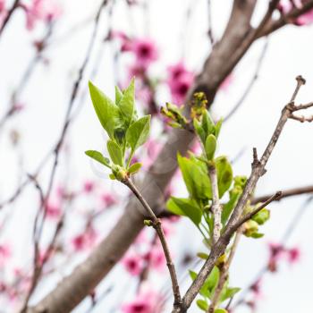 young green leaves of peach tree in cold spring day