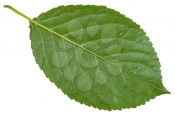 back side of green leaf of wild cherry tree (Prunus cerasus) isolated on white background