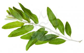 twig with green leaves of Senjed (Elaeagnus angustifolia, silverberry, oleaster, elaeagnus) isolated on white background