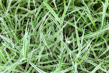 natural background - green blades of decorative Carex morrowii Variegata grass