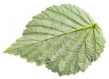 back side of green leaf of Raspberry plant (Red Raspberry, Rubus Idaeus) isolated on white background