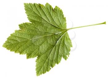 back side of green leaf of Blackcurrant plant (Ribes nigrum) isolated on white background
