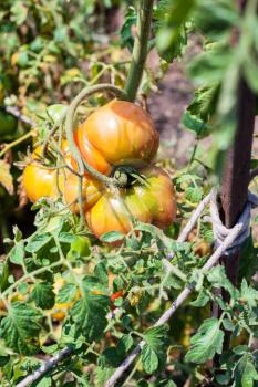 one big tomato on bush in vegetable garden in sunny summer day after watering