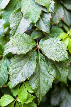 rain drops on green leaves of Parthenocissus plant in autumn day