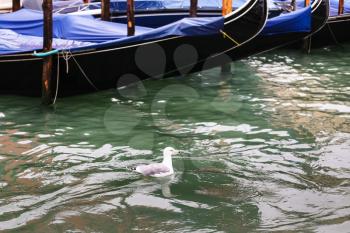 travel to Italy - seagull floats near gondola in Grand Canal, Venice in rain