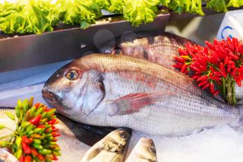travel to Italy - fresh fish on ice in market in Venice city