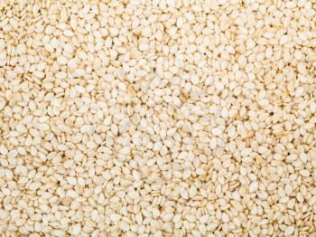 food background - many white sesame seeds