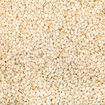 square food background - many white sesame seeds close up
