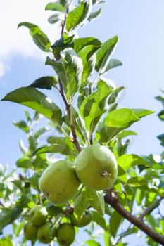 agricultural tourism in Italy - green apples on tree in Sicily