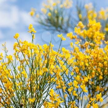 travel to Italy - yellow flowers of cytisus bush close up on Etna mount in Sicily