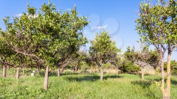 agricultural tourism in Italy - Citrus orchard in Sicily in summer day