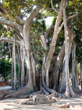 PALERMO, ITALY -JUNE 24, 2011: oldest tree in Palermo city in urban garden Giardino Garibaldi on Piazza Marina is Palermo. This is ficus macrophylla tree 25m-high, 150-year-old