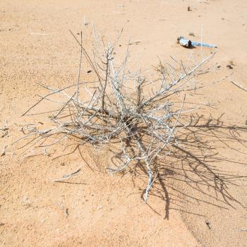 Travel to Middle East country Kingdom of Jordan - dried plant in sand of Wadi Rum desert in sunny winter day