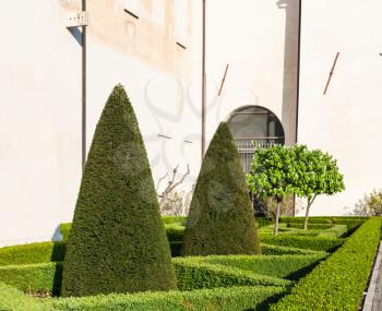 travel to Italy - Trimmed cypress tree in Mantua city in spring evening
