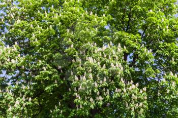 flowering horse chestnut (Aesculus hippocastanum) - symbol of Kiev city in public urban park Volodymyrska Hill (Saint Volodymyr Hill, Volodymyrska hirka, Vladimirskaya gorka) in spring