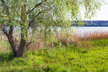canebrake and willow tree on shore of ponds of Bobritsa river in spring, Ukraine