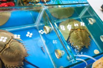 Travel to China - horseshoe crab (xiphosura) in aquarium on Huangsha Aquatic Product Trading Market in Guangzhou city in spring season