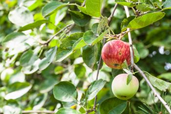 branch with ripering apples in garden in summer season in Krasnodar region of Russia
