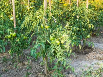 tomato bushes in garden in summer evening in Krasnodar region of Russia