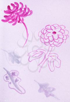 training drawing in suibokuga style with watercolor paints - sketches of chrysanthemum flowers on pink colored paper