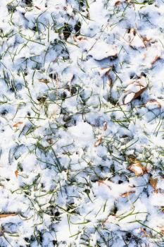 top view of lawn covered with the first snow in autumn day