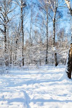 birches and snow-covered larch trees at forest clearing in Timiryazevskiy park of Moscow city in sunny winter day