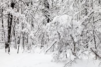 snow-covered shrubs in winter forest of Timiryazevskiy park in Moscow city
