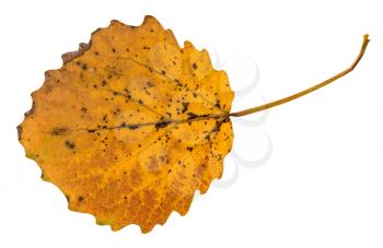 back side of pied yellow fallen leaf of aspen tree isolated on white background