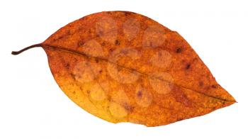 red and yellow autumn leaf of poplar tree isolated on white background