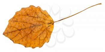 back side of fallen leaf of aspen tree isolated on white background