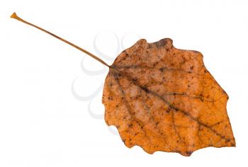 back side of fallen brown leaf of aspen tree isolated on white background