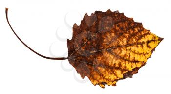 decayed dried leaf of aspen tree isolated on white background
