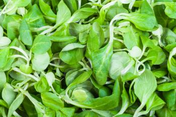 natural food background - green corn salad (mache, feld salat, etc) close-up