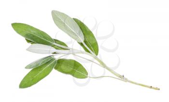 twig of fresh sage (salvia officinalis) plant isolated on white background