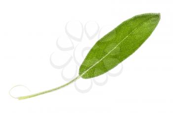 green leaf of sage (salvia officinalis) plant isolated on white background