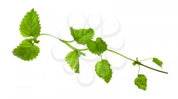 green twig with leaves of lemon balm (melissa officinalis) herb isolated on white background