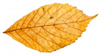 yellow autumn leaf of parthenocissus plant isolated on white background