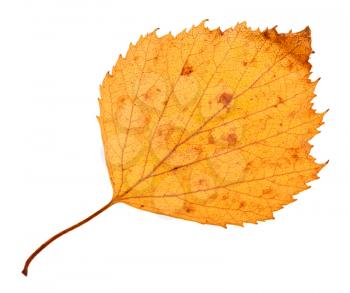 back side of yellow dried leaf of hawthorn tree isolated on white background