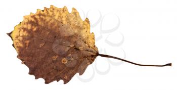 back side of rotten dried leaf of aspen tree isolated on white background
