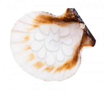 empty shell of scallop isolated on white background