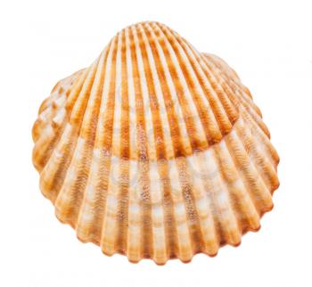 yellow brown seashell of cockle isolated on white background