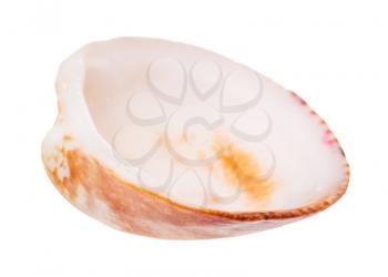 empty orange brown shell of cockle isolated on white background