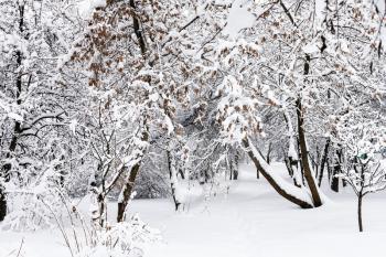 snow-covered maple trees in public urban garden in Moscow city in winter snowfall