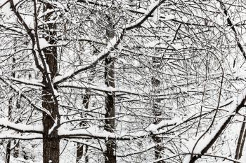 snow-covered intertwined larch tree twigs in snowy forest of Timiryazevskiy park of Moscow city in overcast winter day