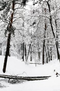 ravine in winter forest of Timiryazevskiy park in Moscow city